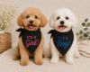 Picture of Embroidered Gender Reveal Dog Bandana, It’s A Girl It’s A Boy Pet Bandana, Baby Announcement Dog Scarf, Puppy Reveal Gift, Dog Cat Bandana