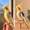 Picture of Custom Your Pet Crochet Doll From Photo, Personalized Pet Plush, Custom Bird Crochet Doll, Realistic Cockatiel Replica, Bird Memorial Gift